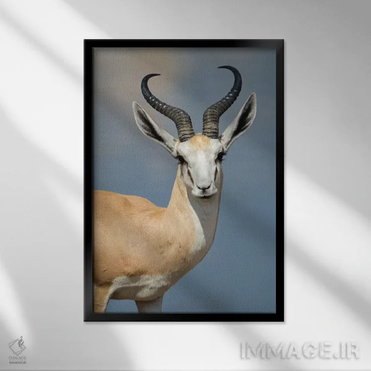تابلو دکوراتیو Etosha National Park, Namibia" - "اسپرینگبوک I، پارک مل… اثر پانورامیک ایمجز - نمای قابدار مشکی