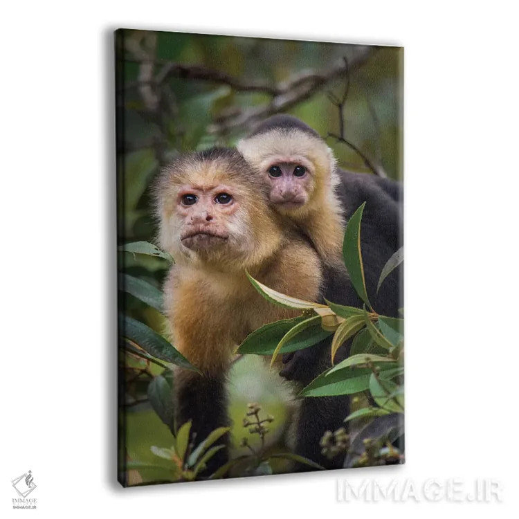 تابلو دکوراتیو Tortuguero, Limon Province, Costa Rica" - "میمون های کا… اثر پانورامیک ایمجز - نمای پرسپکتیو محصول