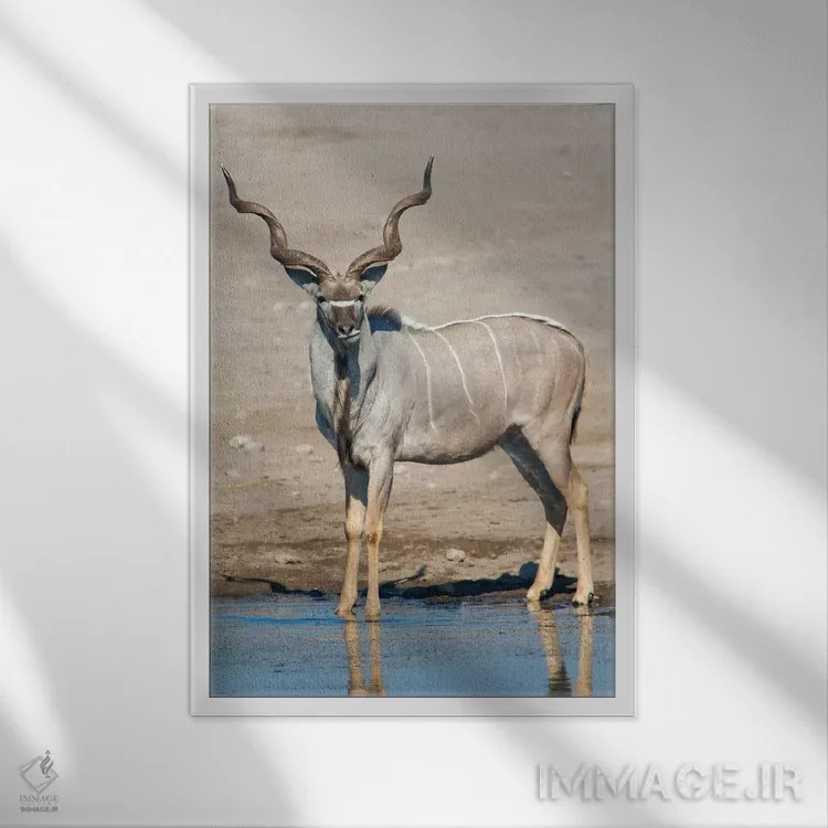 تابلو دکوراتیو Etosha National Park, Namibia" - "کودوی بزرگ در حوضچه آ… اثر پانورامیک ایمجز - نمای قابدار سفید