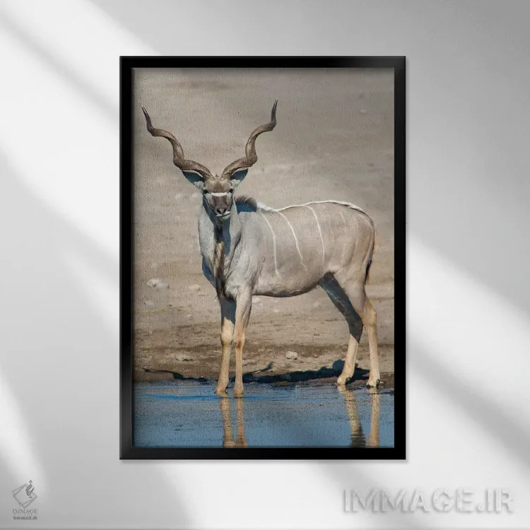تابلو دکوراتیو Etosha National Park, Namibia" - "کودوی بزرگ در حوضچه آ… اثر پانورامیک ایمجز - نمای قابدار مشکی
