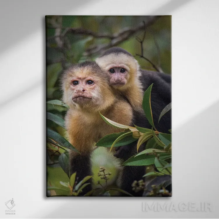 تابلو دکوراتیو Tortuguero, Limon Province, Costa Rica" - "میمون های کا… اثر پانورامیک ایمجز - نمای روبهرو روی دیوار