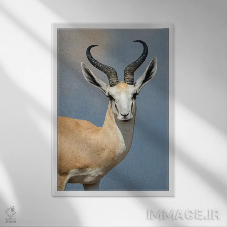 تابلو دکوراتیو Etosha National Park, Namibia" - "اسپرینگبوک I، پارک مل… اثر پانورامیک ایمجز - نمای قابدار سفید