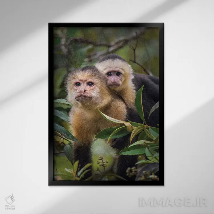 تابلو دکوراتیو Tortuguero, Limon Province, Costa Rica" - "میمون های کا… اثر پانورامیک ایمجز - نمای قابدار مشکی