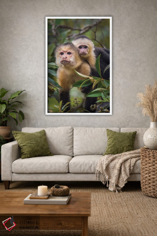 تابلو دکوراتیو Tortuguero, Limon Province, Costa Rica" - "میمون های کا… اثر پانورامیک ایمجز - D1W