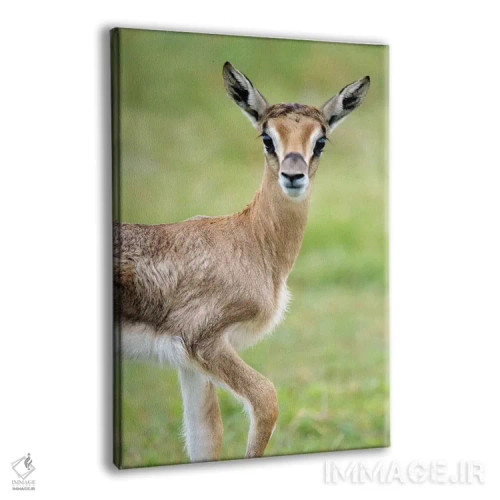 تابلو دکوراتیو Lake Manyara, Lake Manyara National Park, Tanzania" - "… اثر پانورامیک ایمجز - نمای پرسپکتیو محصول