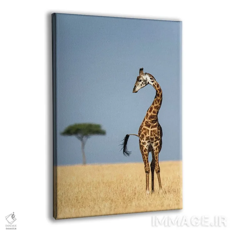 تابلو دکوراتیو Serengeti National Park, Tanzania" - "زرافه ماسایی، پار… اثر پانورامیک ایمجز - نمای پرسپکتیو محصول
