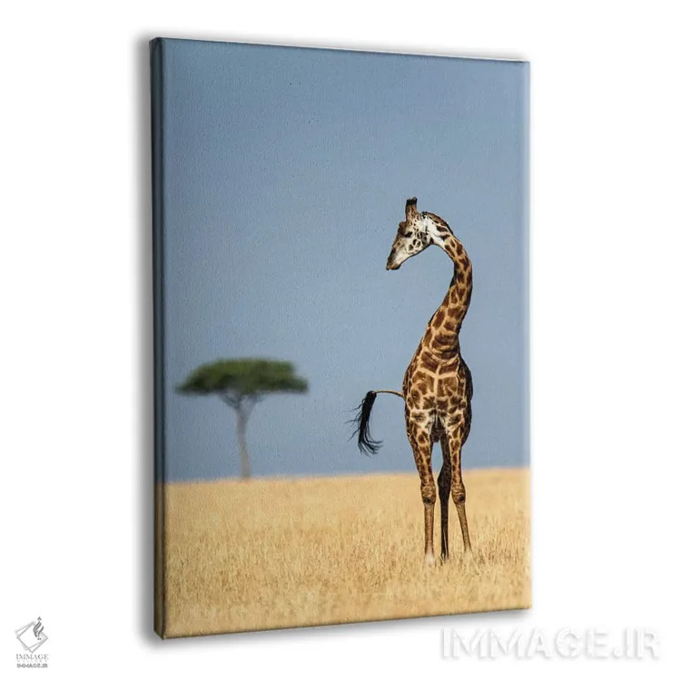 تابلو دکوراتیو Serengeti National Park, Tanzania" - "زرافه ماسایی، پار… اثر پانورامیک ایمجز - نمای پرسپکتیو محصول