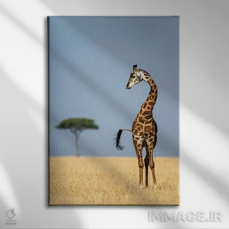تابلو دکوراتیو Serengeti National Park, Tanzania" - "زرافه ماسایی، پار… اثر پانورامیک ایمجز - نمای روبهرو روی دیوار