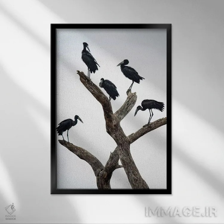 تابلو دکوراتیو Tarangire National Park, Manyara Region, Tanzania" - "ل… اثر پانورامیک ایمجز - نمای قابدار مشکی