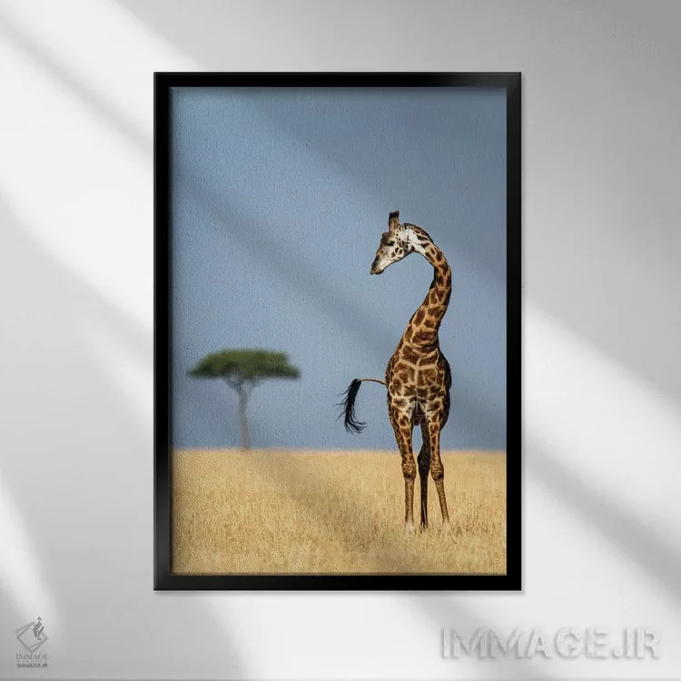 تابلو دکوراتیو Serengeti National Park, Tanzania" - "زرافه ماسایی، پار… اثر پانورامیک ایمجز - نمای قابدار مشکی