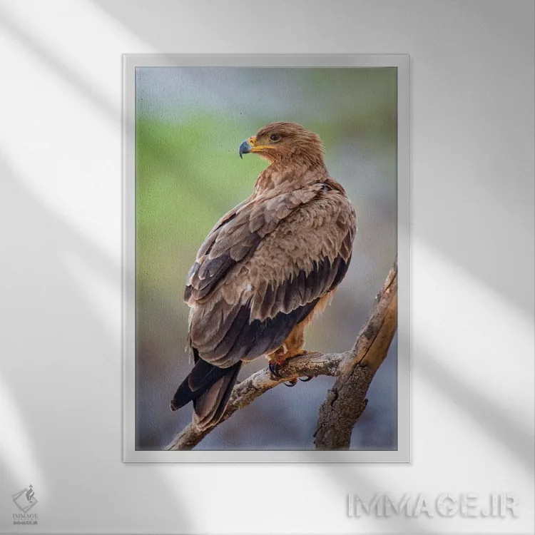 تابلو دکوراتیو Tarangire National Park, Manyara Region, Tanzania" - "ع… اثر پانورامیک ایمجز - نمای قابدار سفید