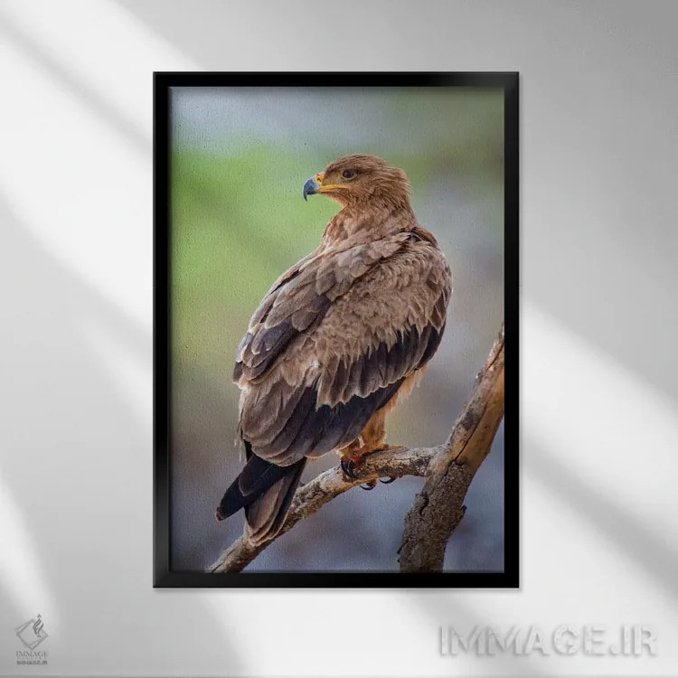 تابلو دکوراتیو Tarangire National Park, Manyara Region, Tanzania" - "ع… اثر پانورامیک ایمجز - نمای قابدار مشکی