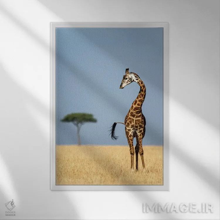 تابلو دکوراتیو Serengeti National Park, Tanzania" - "زرافه ماسایی، پار… اثر پانورامیک ایمجز - نمای قابدار سفید