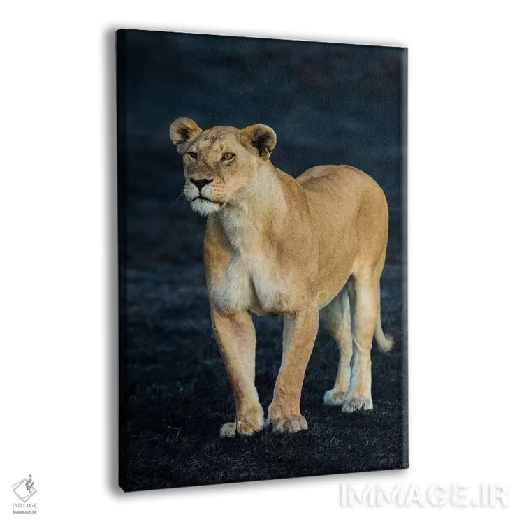 تابلو دکوراتیو Serengeti National Park, Tanzania" - "شیر ماده آفریقایی… اثر پانورامیک ایمجز - نمای پرسپکتیو محصول