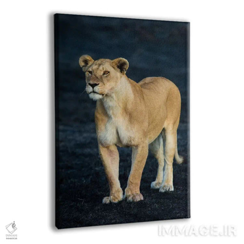 تابلو دکوراتیو Serengeti National Park, Tanzania" - "شیر ماده آفریقایی… اثر پانورامیک ایمجز - نمای پرسپکتیو محصول