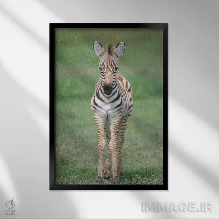 تابلو دکوراتیو Ngorongoro Conservation Area, Crater Highlands, Arusha… اثر پانورامیک ایمجز - نمای قابدار مشکی