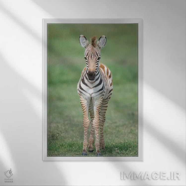 تابلو دکوراتیو Ngorongoro Conservation Area, Crater Highlands, Arusha… اثر پانورامیک ایمجز - نمای قابدار سفید