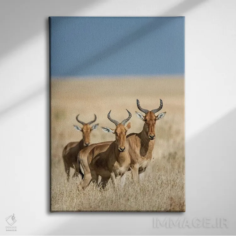 تابلو دکوراتیو Serengeti National Park, Tanzania" - "هارته بیس ها، پار… اثر پانورامیک ایمجز - نمای روبهرو روی دیوار