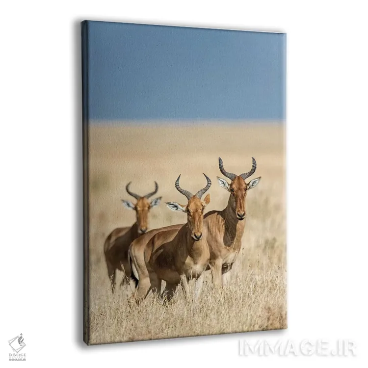 تابلو دکوراتیو Serengeti National Park, Tanzania" - "هارته بیس ها، پار… اثر پانورامیک ایمجز - نمای پرسپکتیو محصول