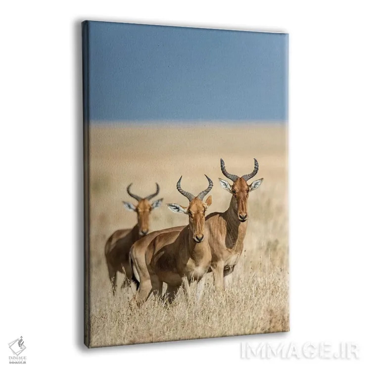 تابلو دکوراتیو Serengeti National Park, Tanzania" - "هارته بیس ها، پار… اثر پانورامیک ایمجز - نمای پرسپکتیو محصول