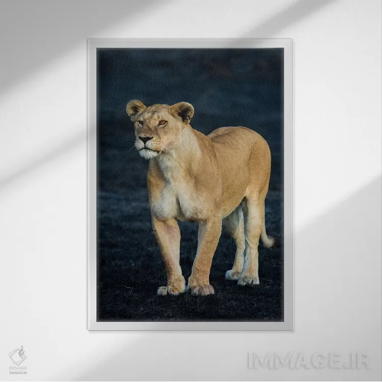 تابلو دکوراتیو Serengeti National Park, Tanzania" - "شیر ماده آفریقایی… اثر پانورامیک ایمجز - نمای قابدار سفید