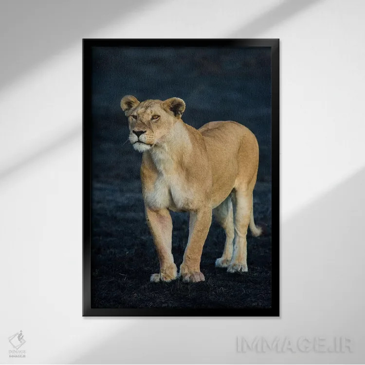 تابلو دکوراتیو Serengeti National Park, Tanzania" - "شیر ماده آفریقایی… اثر پانورامیک ایمجز - نمای قابدار مشکی
