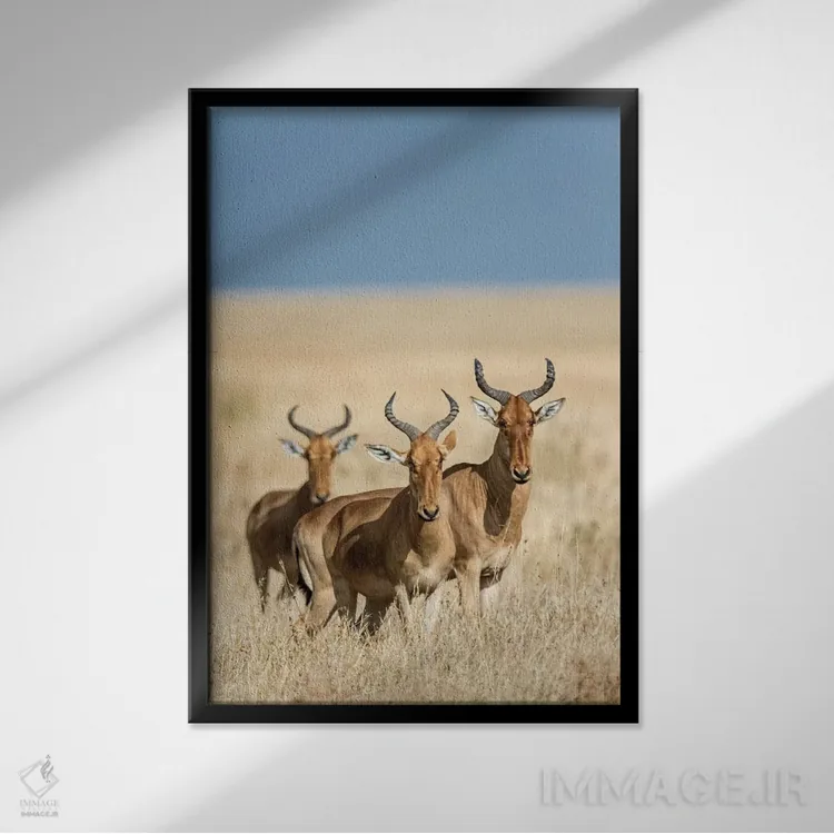 تابلو دکوراتیو Serengeti National Park, Tanzania" - "هارته بیس ها، پار… اثر پانورامیک ایمجز - نمای قابدار مشکی
