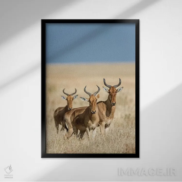 تابلو دکوراتیو Serengeti National Park, Tanzania" - "هارته بیس ها، پار… اثر پانورامیک ایمجز - نمای قابدار مشکی