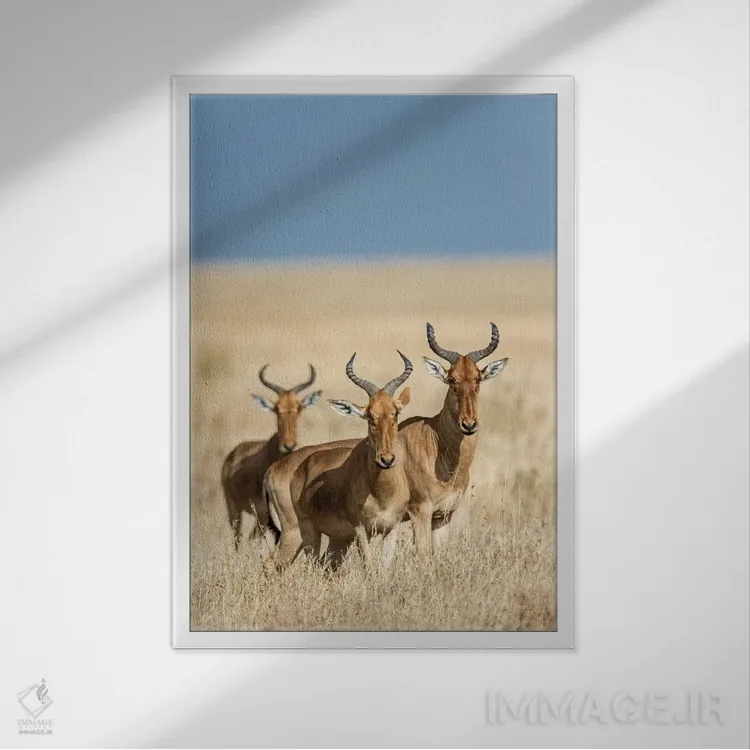 تابلو دکوراتیو Serengeti National Park, Tanzania" - "هارته بیس ها، پار… اثر پانورامیک ایمجز - نمای قابدار سفید