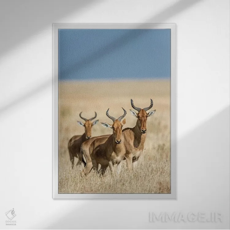 تابلو دکوراتیو Serengeti National Park, Tanzania" - "هارته بیس ها، پار… اثر پانورامیک ایمجز - نمای قابدار سفید