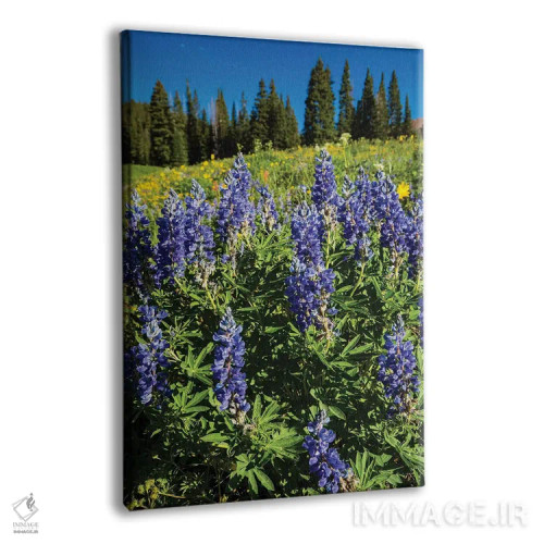 تابلو دکوراتیو Crested Butte, Colorado, USA" - "گل های وحشی بنفش که در… اثر پانورامیک ایمجز - نمای پرسپکتیو محصول
