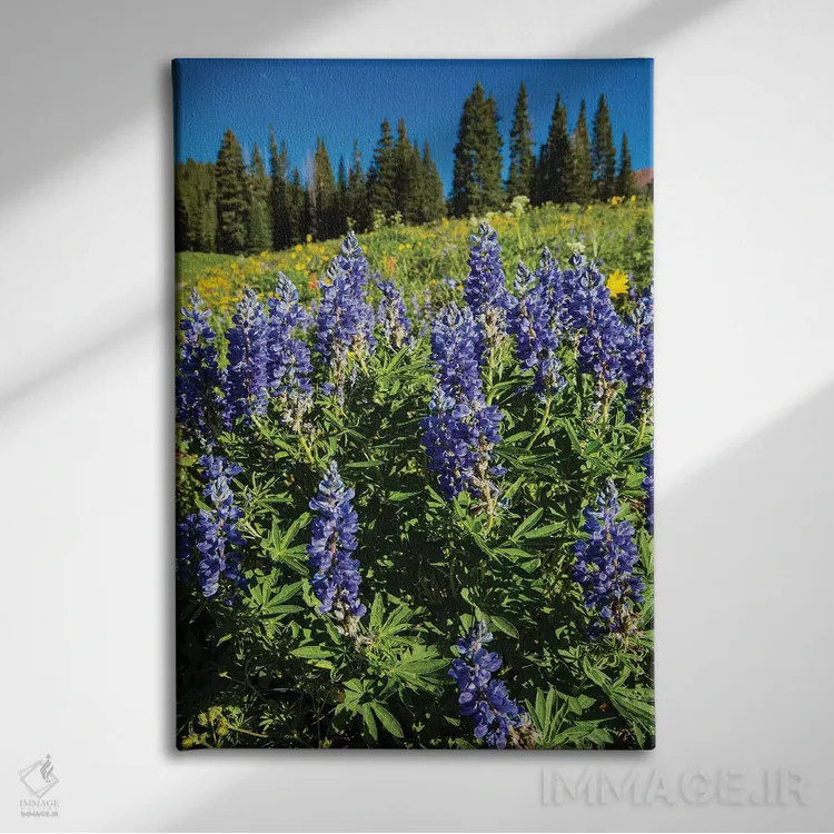 تابلو دکوراتیو Crested Butte, Colorado, USA" - "گل های وحشی بنفش که در… اثر پانورامیک ایمجز - نمای روبهرو روی دیوار