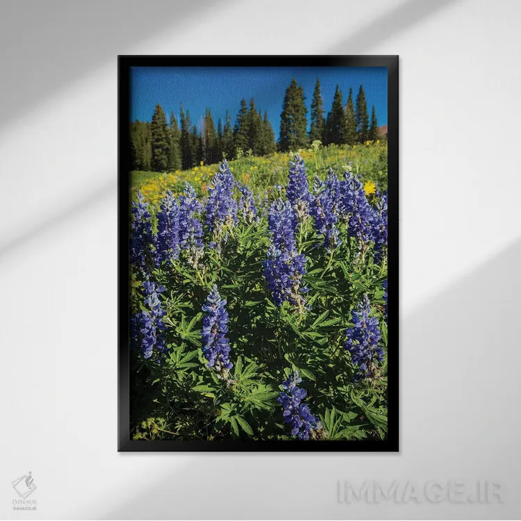 تابلو دکوراتیو Crested Butte, Colorado, USA" - "گل های وحشی بنفش که در… اثر پانورامیک ایمجز - نمای قابدار مشکی