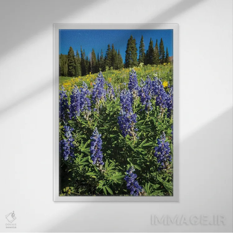تابلو دکوراتیو Crested Butte, Colorado, USA" - "گل های وحشی بنفش که در… اثر پانورامیک ایمجز - نمای قابدار سفید