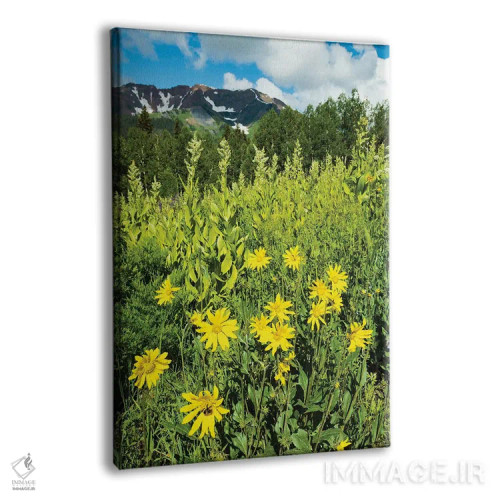 تابلو دکوراتیو Crested Butte, Colorado, USA II,منظره دیدنی از گل های و… اثر پانورامیک ایمجز - نمای پرسپکتیو محصول