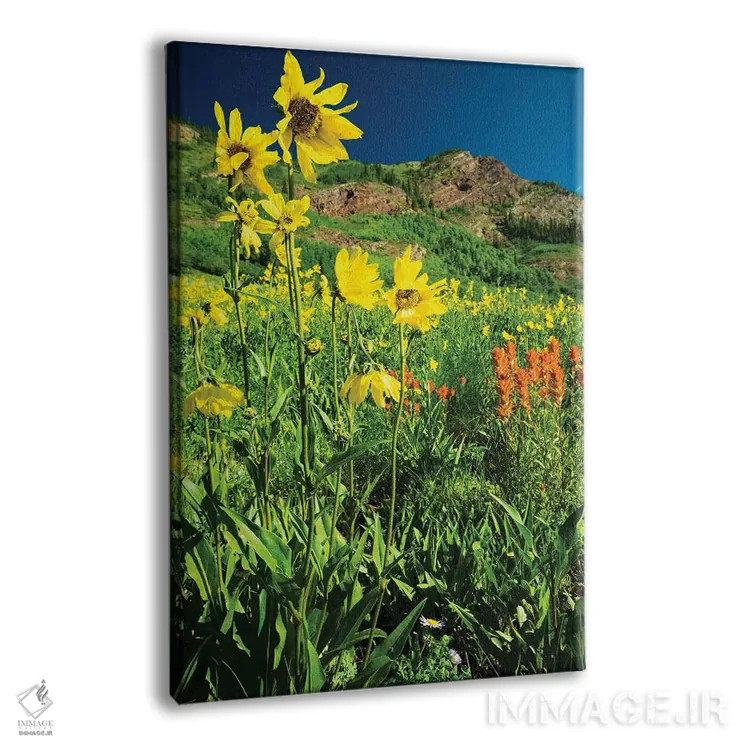تابلو دکوراتیو Crested Butte, Colorado, USA IV,نمای دیدنی گل های وحشی… اثر پانورامیک ایمجز - نمای پرسپکتیو محصول