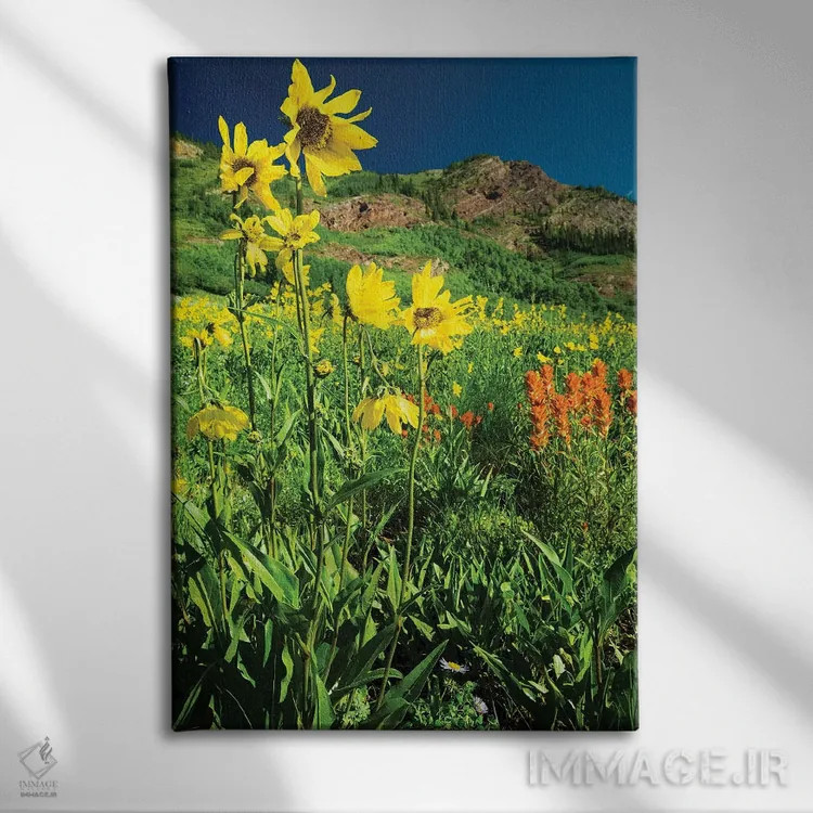 تابلو دکوراتیو Crested Butte, Colorado, USA IV,نمای دیدنی گل های وحشی… اثر پانورامیک ایمجز - نمای روبهرو روی دیوار