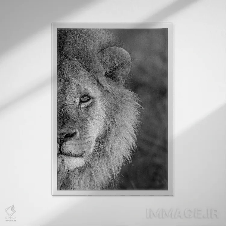 تابلو دکوراتیو نمای نزدیک از شیر، منطقه حفاظت شده نگورونگورو، منطقه آر… اثر پانورامیک ایمجز - نمای قابدار سفید