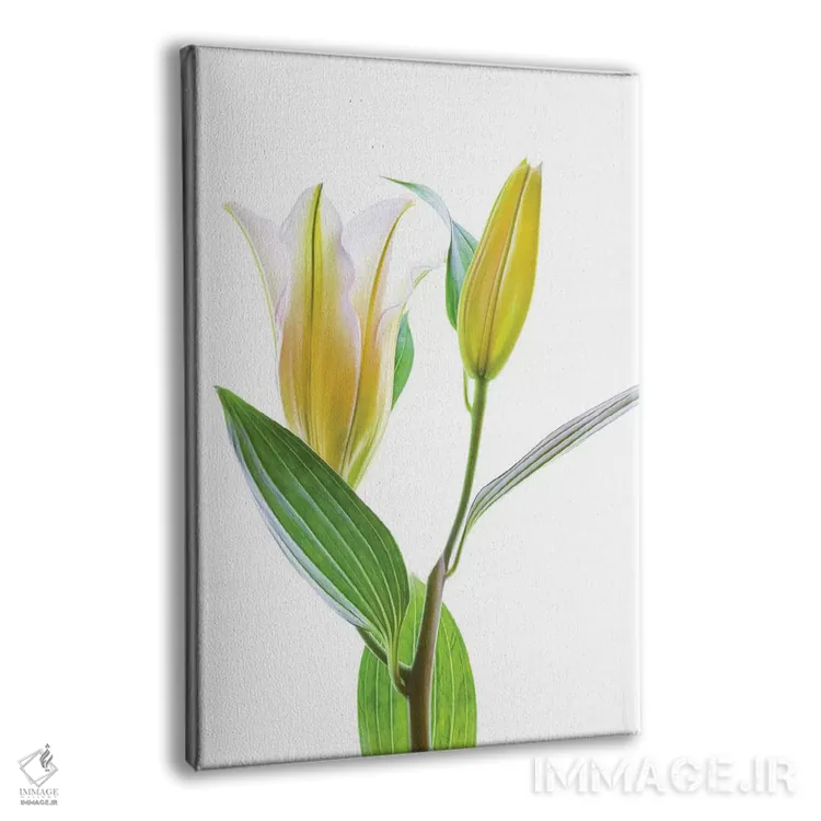 تابلو دکوراتیو لیلی آسیایی در برابر پس زمینه سفید اثر پانورامیک ایمجز - نمای پرسپکتیو محصول