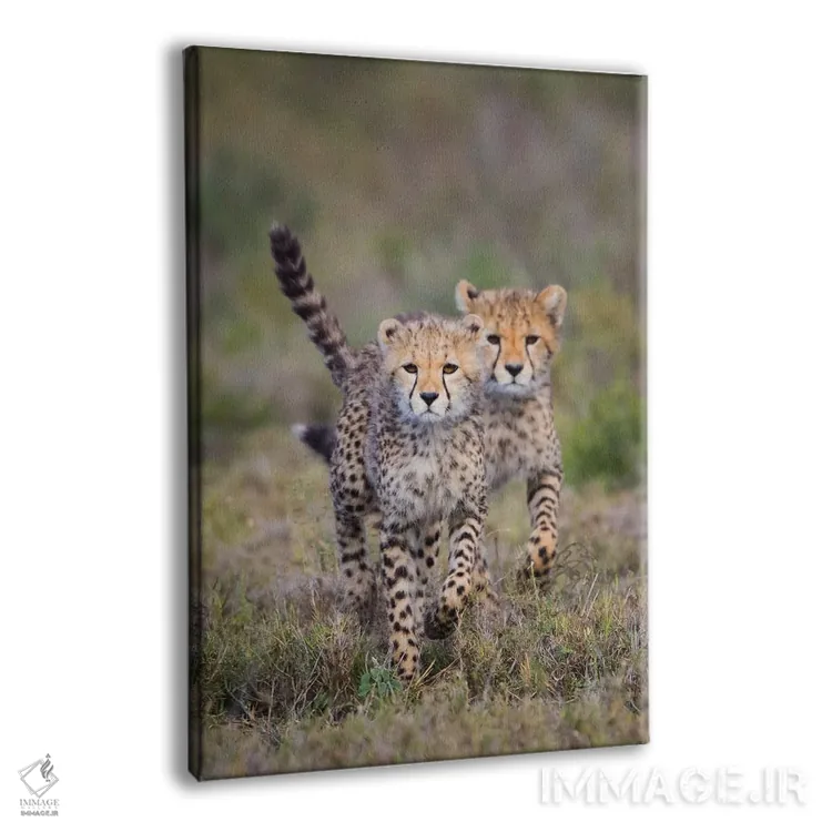 تابلو دکوراتیو Ngorongoro Conservation Area, Tanzania" - "گربه سانان چ… اثر پانورامیک ایمجز - نمای پرسپکتیو محصول