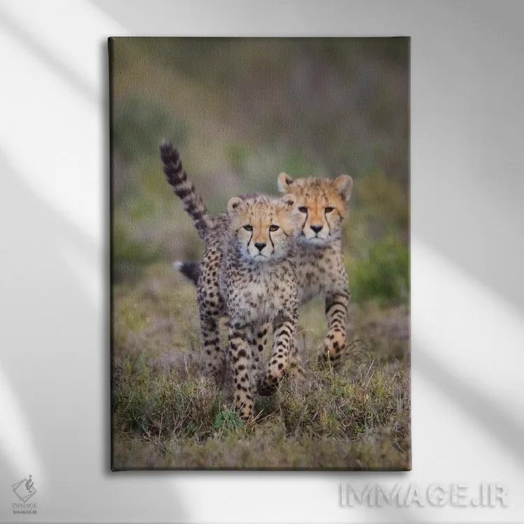 تابلو دکوراتیو Ngorongoro Conservation Area, Tanzania" - "گربه سانان چ… اثر پانورامیک ایمجز - نمای روبهرو روی دیوار