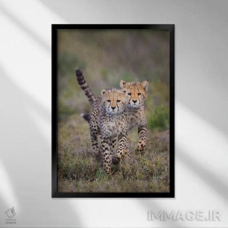 تابلو دکوراتیو Ngorongoro Conservation Area, Tanzania" - "گربه سانان چ… اثر پانورامیک ایمجز - نمای قابدار مشکی