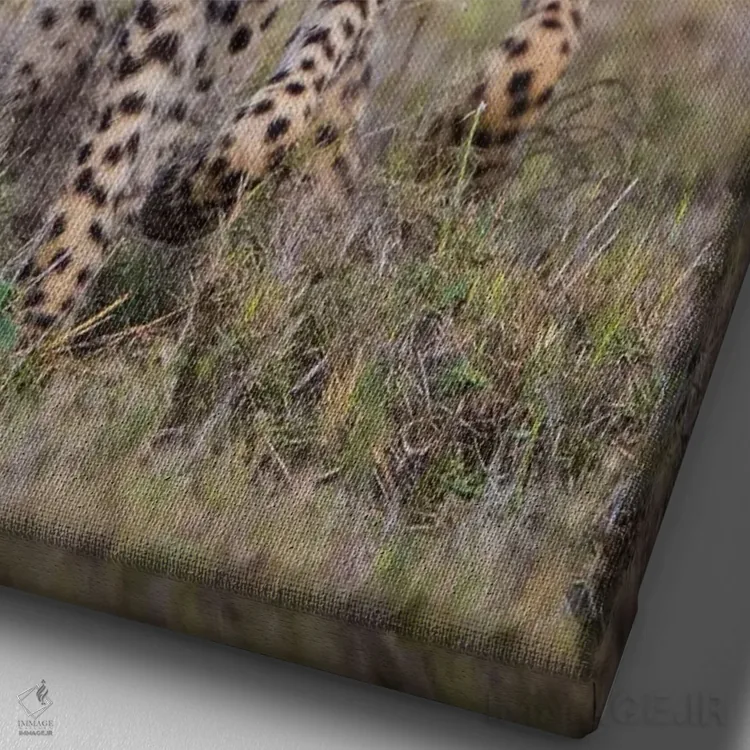 تابلو دکوراتیو Ngorongoro Conservation Area, Tanzania" - "گربه سانان چ… اثر پانورامیک ایمجز - نمای نزدیک بافت بوم