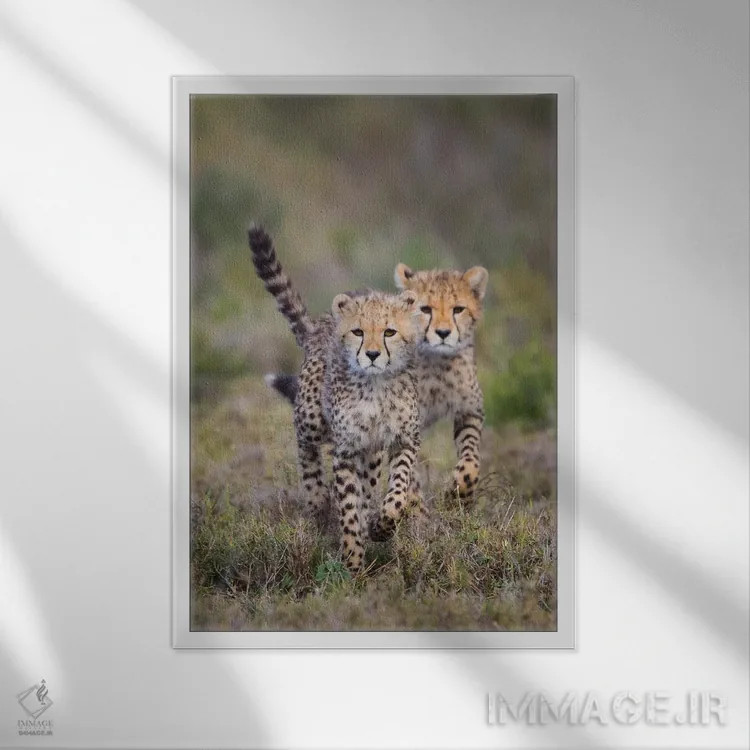 تابلو دکوراتیو Ngorongoro Conservation Area, Tanzania" - "گربه سانان چ… اثر پانورامیک ایمجز - نمای قابدار سفید