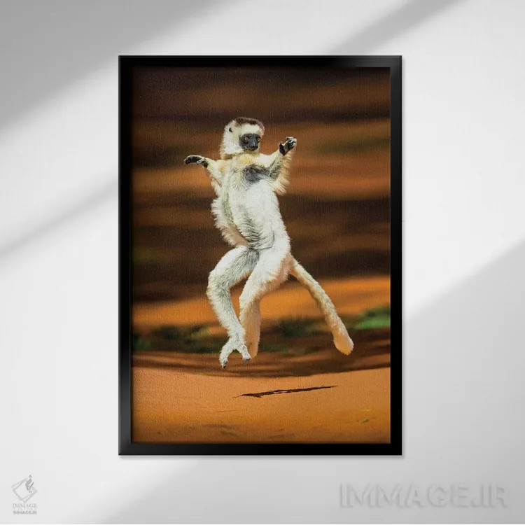 تابلو دکوراتیو "نمایی از سیفاکای ورائو در حال پرش، ماداگاسکار" اثر پانورامیک ایمجز - نمای قابدار مشکی