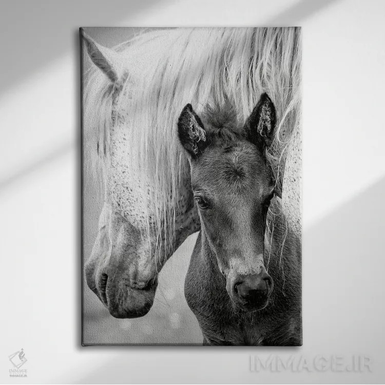 تابلو مدرن کره اسب اثر جکی پارکر - نمای روبهرو روی دیوار