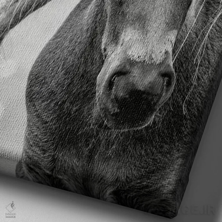 تابلو مدرن کره اسب اثر جکی پارکر - نمای نزدیک بافت بوم
