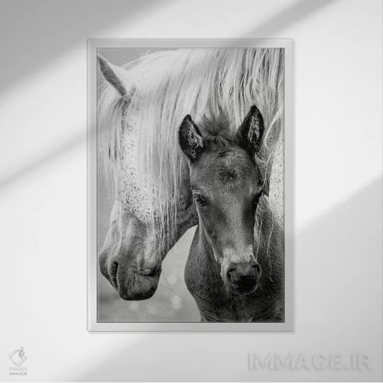 تابلو مدرن کره اسب اثر جکی پارکر - نمای قابدار سفید