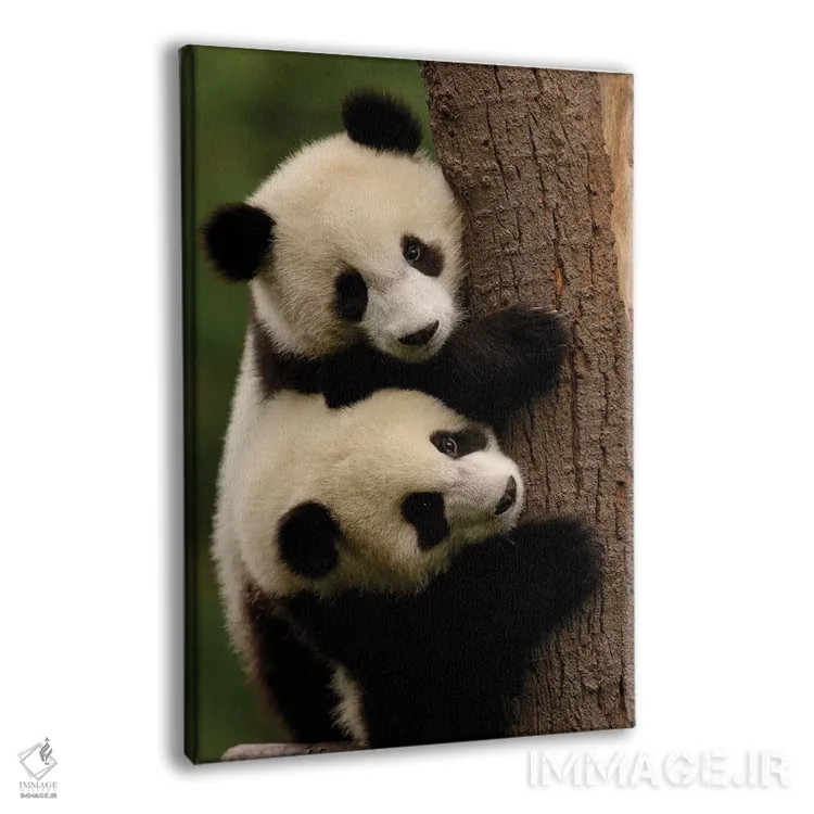 تابلو دکوراتیو Conservation And Research Center For The Giant Panda Within… اثر پیت آکسفورد - نمای پرسپکتیو محصول