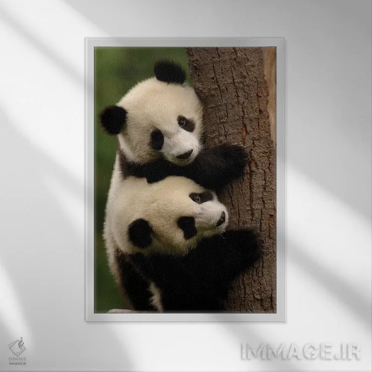 تابلو دکوراتیو Conservation And Research Center For The Giant Panda Within… اثر پیت آکسفورد - نمای قابدار سفید